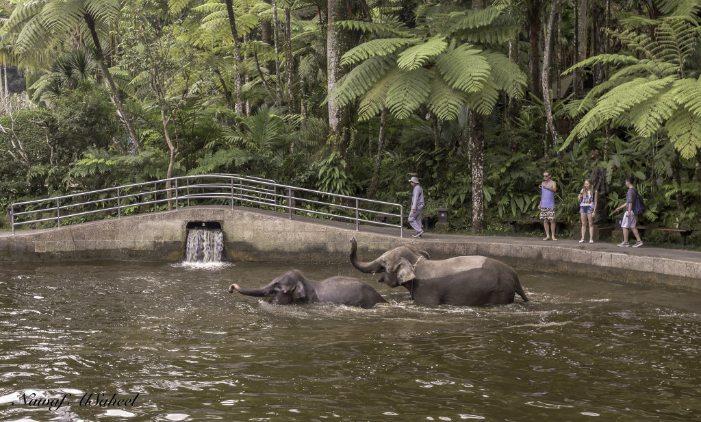Elephant swimming 