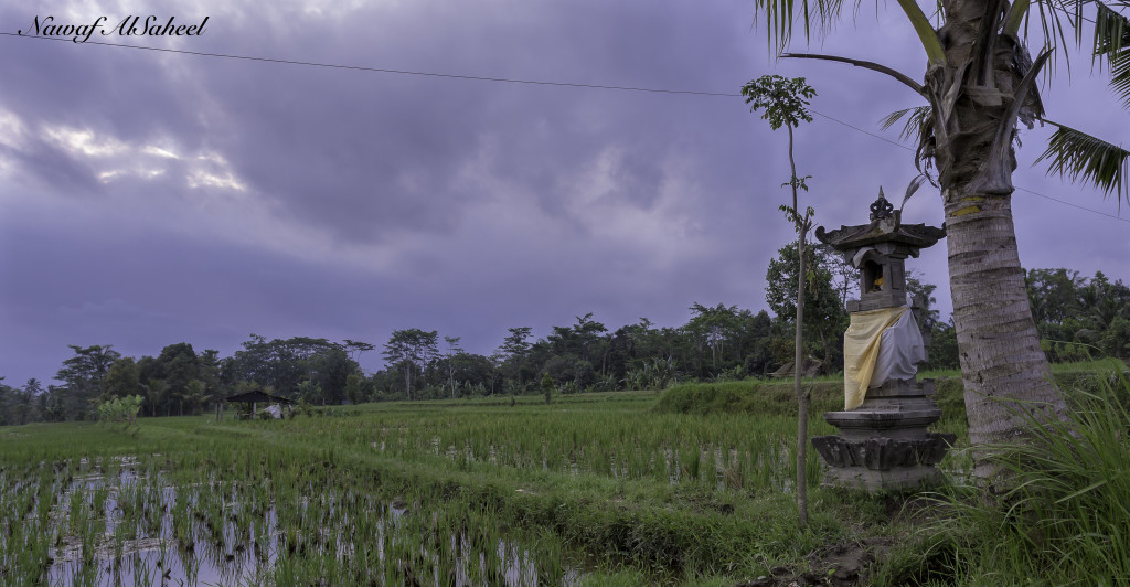 Rice fields in Bali