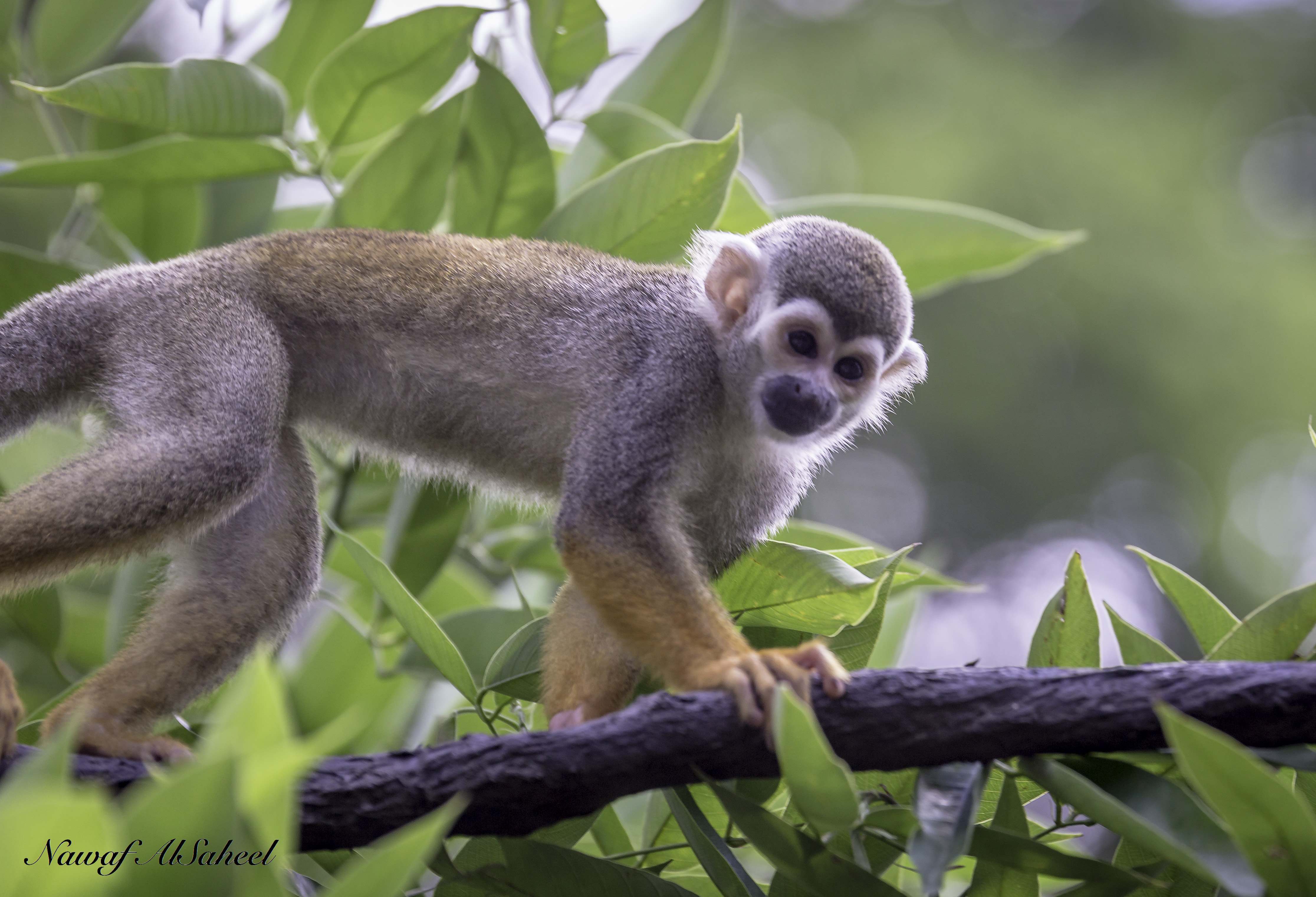 Spider Monkey Singapore_