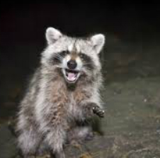 Raccoon in the dark small
